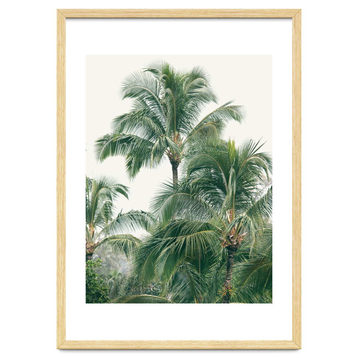 Lush Palm Trees