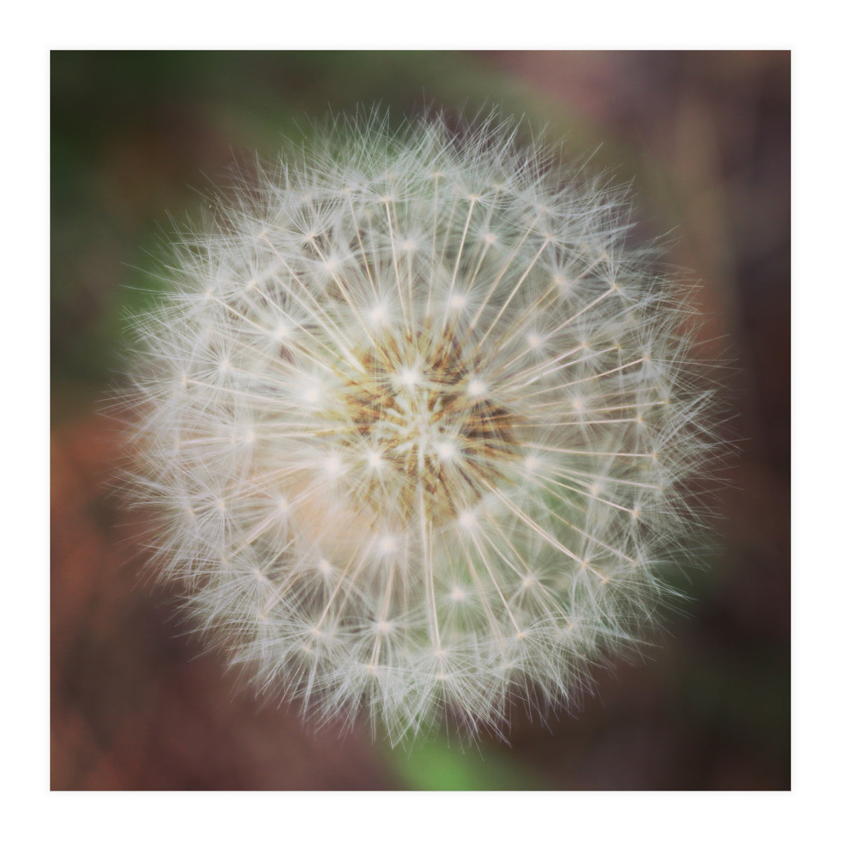 dandelion clock (Print Only)