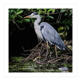 Heron (Print Only) thumbnail