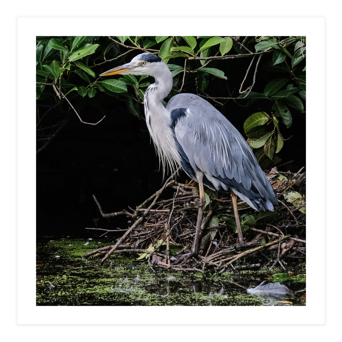 Heron (Print Only)