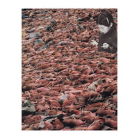 Counting Walrus (Print Only)