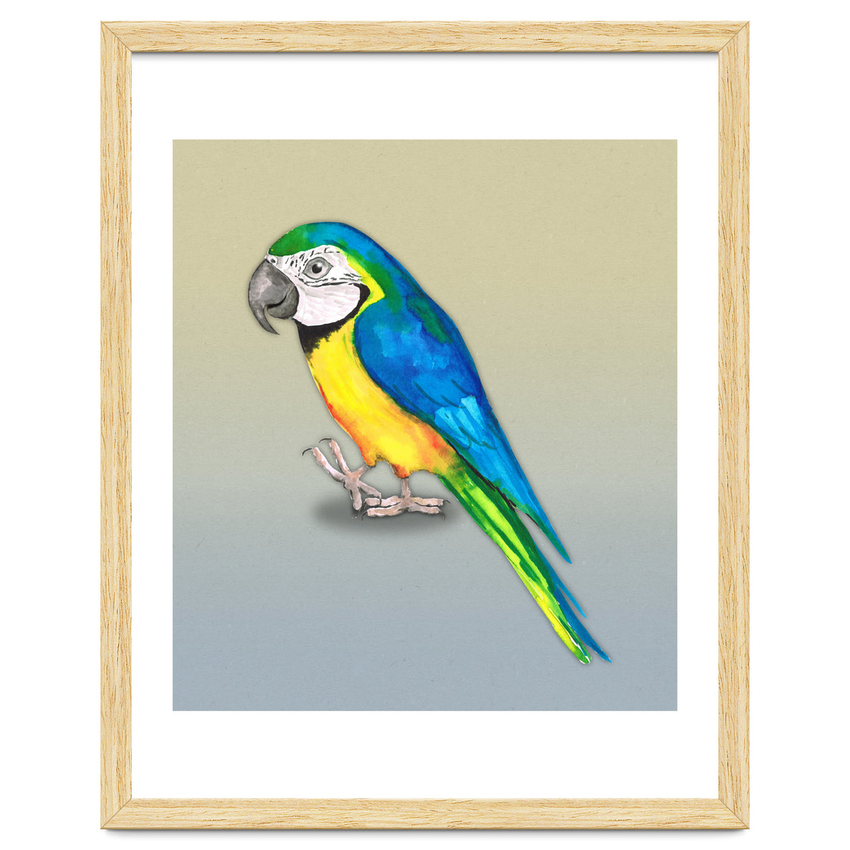 Blue and yellow macaw