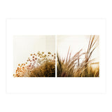 Adagio (Print Only) thumbnail