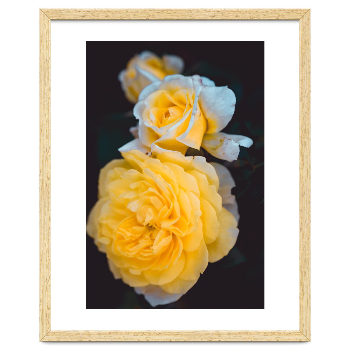 Yellow Rose