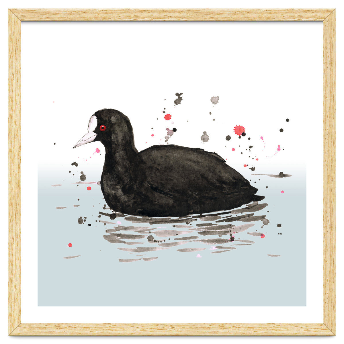 Common coot