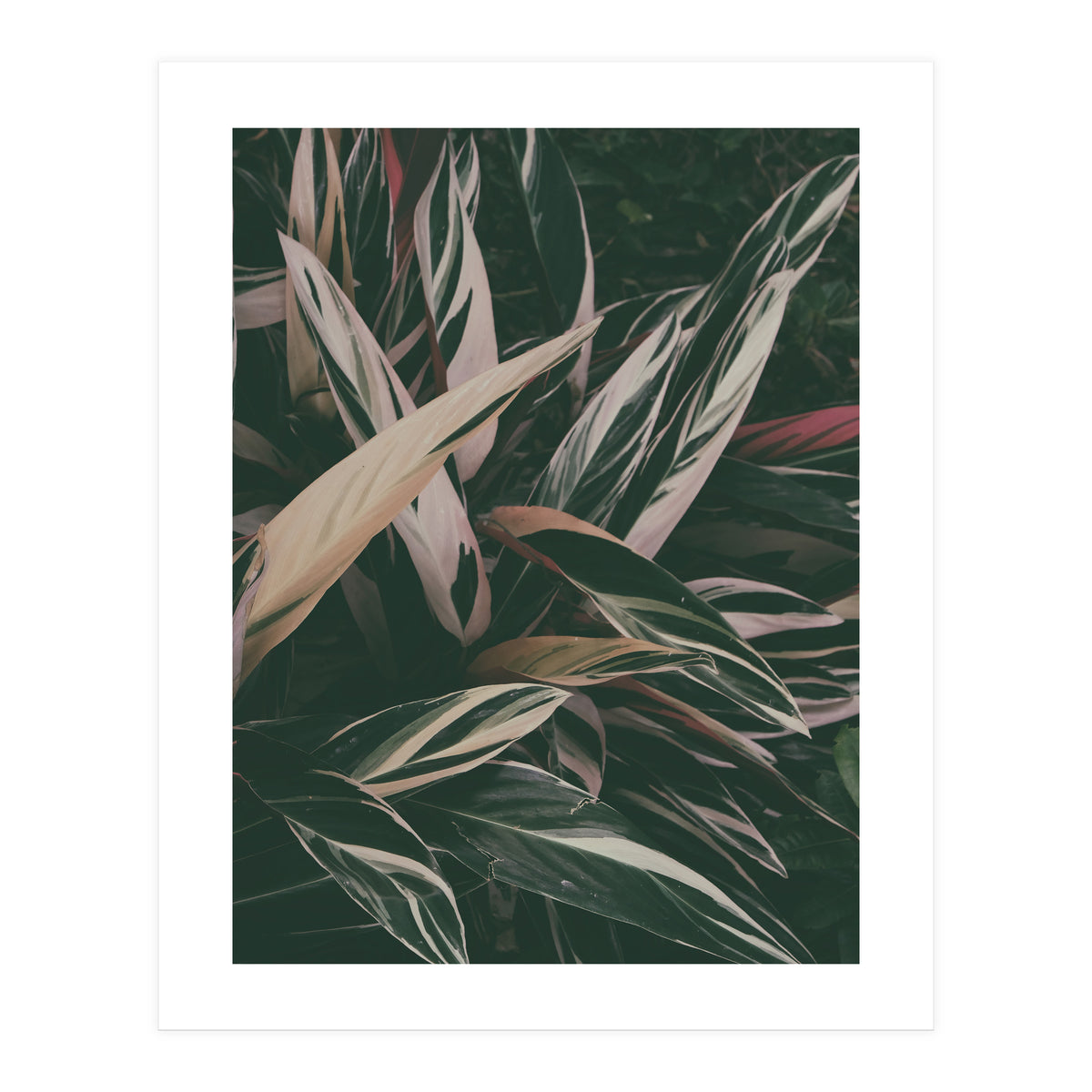 MARANTA LEAVES (Print Only)