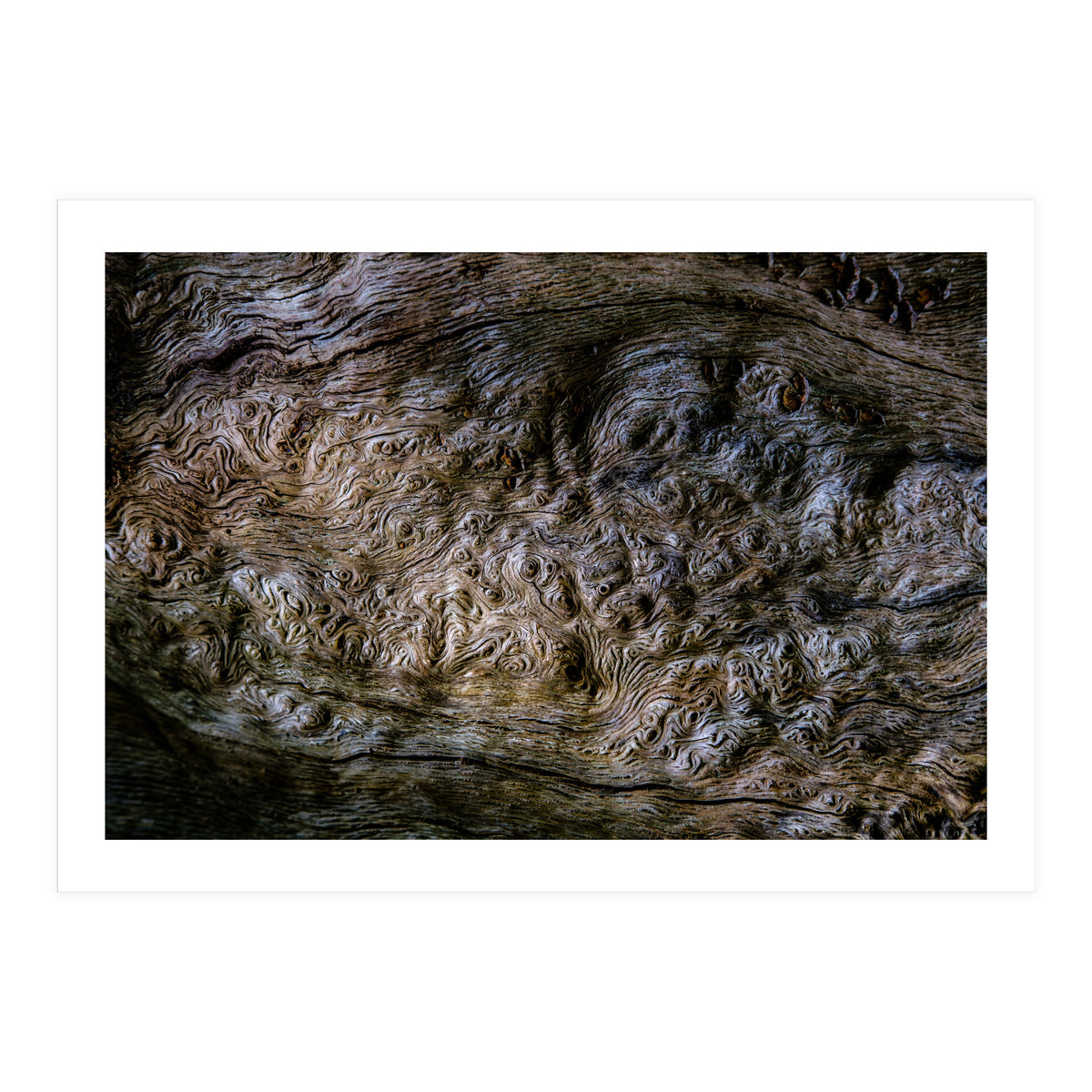 Burlwood pattern in tree  (Print Only)