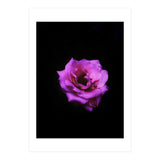 PINK ROSE IN DARK SPACE (Print Only) thumbnail