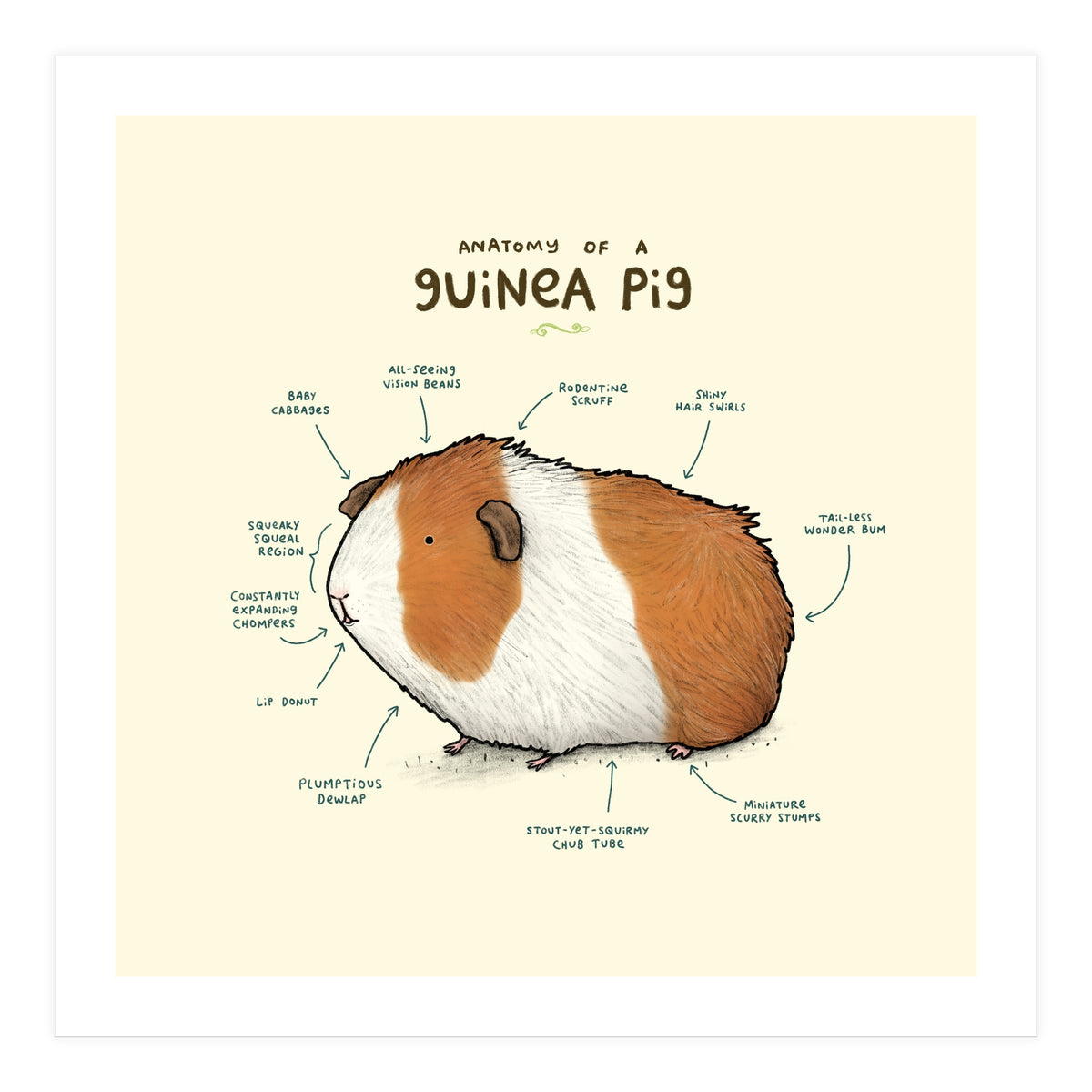 Anatomy Of A Guniea Pig (Print Only)