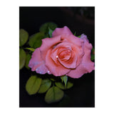 Pink Dew Rose (Print Only) thumbnail
