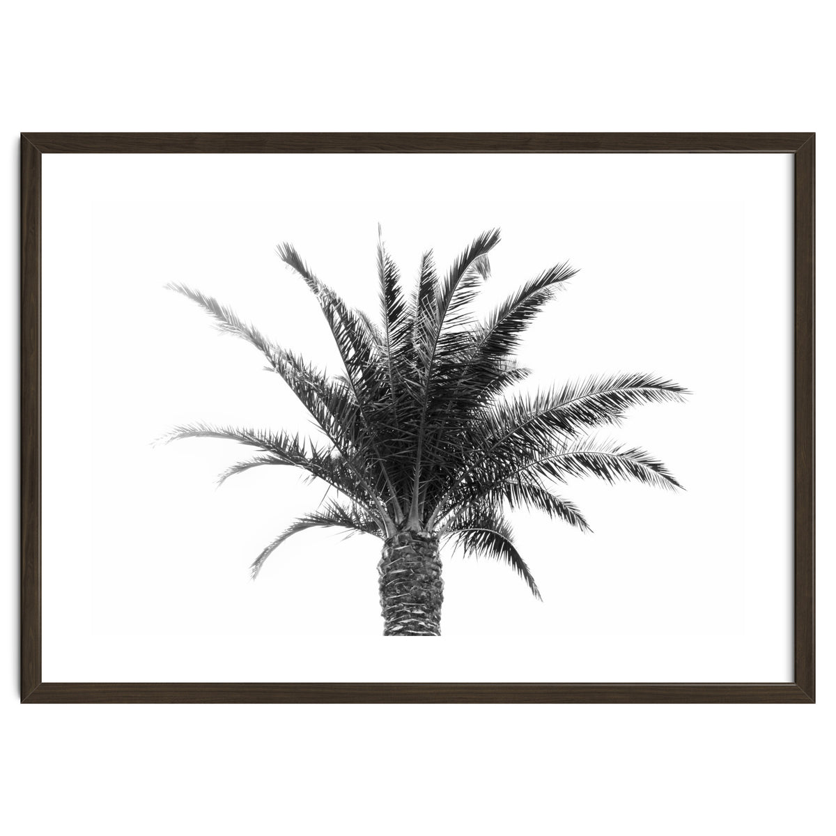 Palm Tree