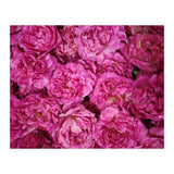 Rose Garden  (Print Only) thumbnail