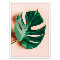 Monstera Shadow