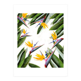 Bird Of Paradise (Print Only) thumbnail
