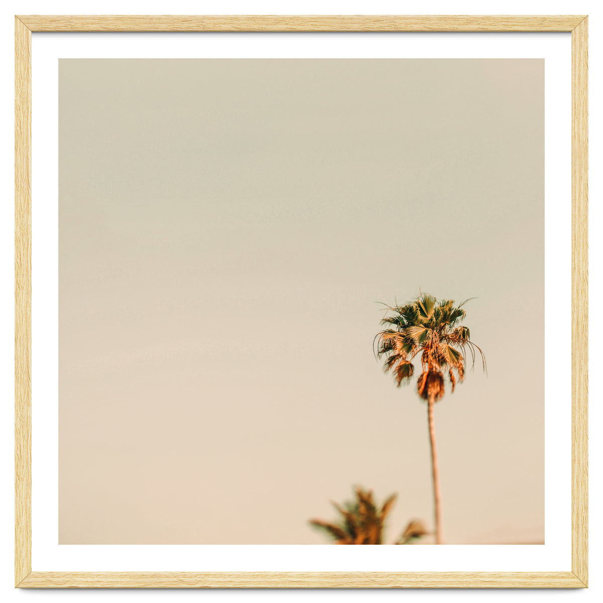 Minimal Palms