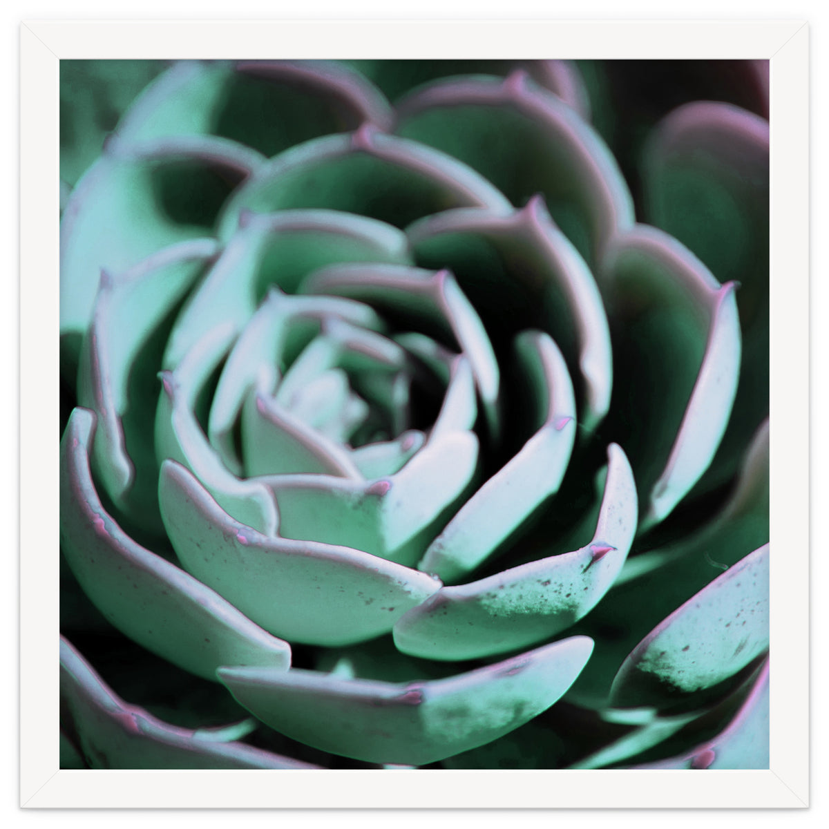 DARKSIDE OF SUCCULENTS III-A