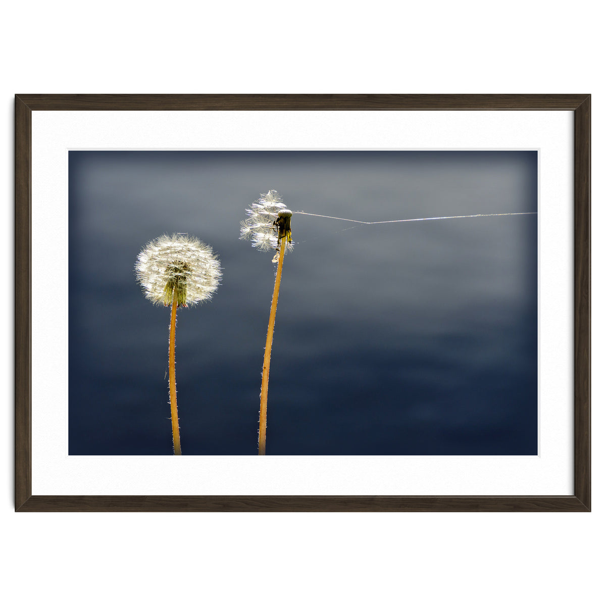 Common dandelions