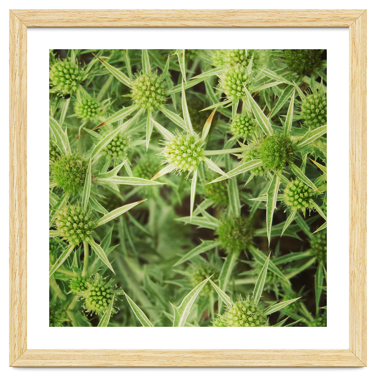 Green thistles