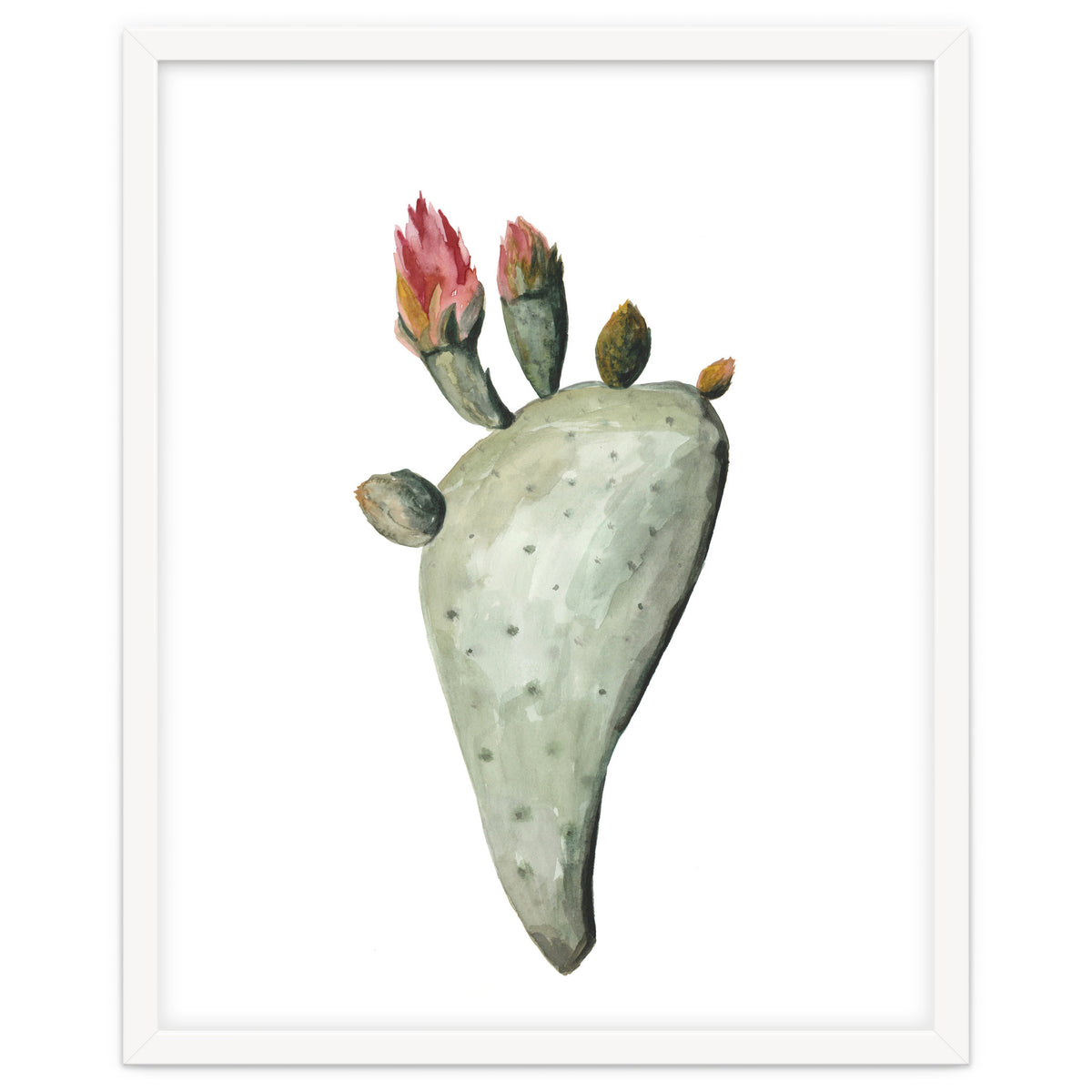 Botanical Illustration Cactus Flowers