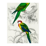 Different types of birds illustrated (Print Only) thumbnail