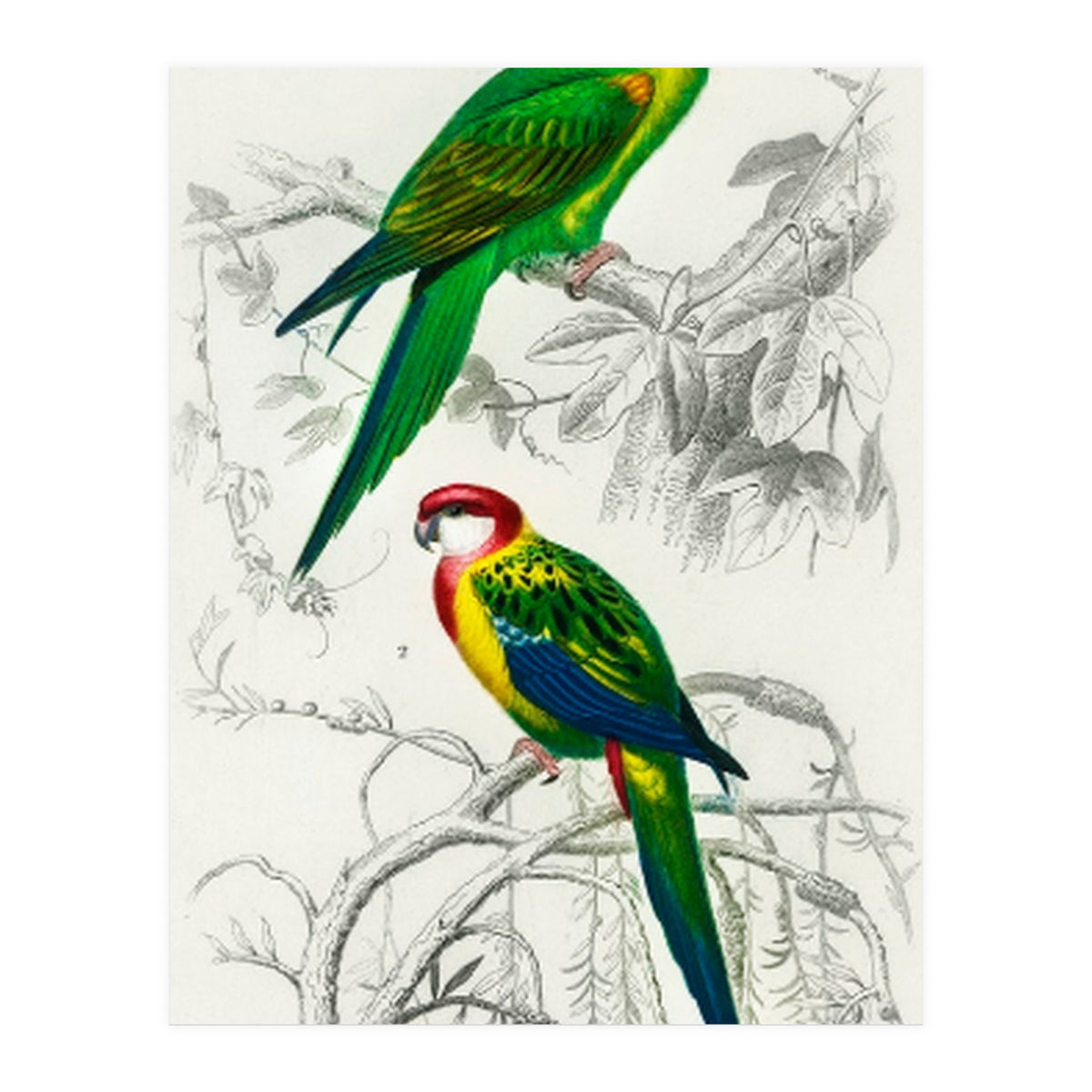 Different types of birds illustrated (Print Only)