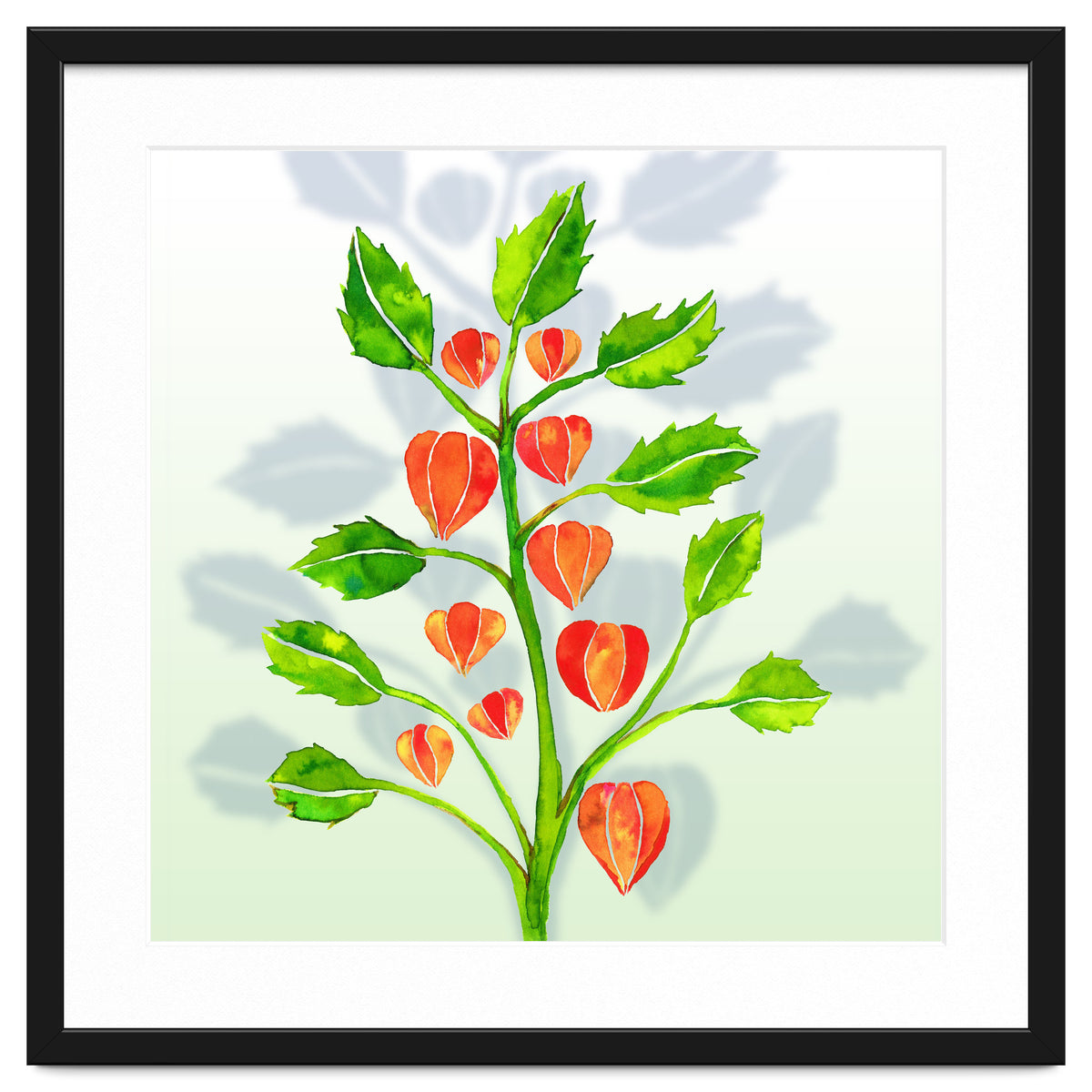 Physalis