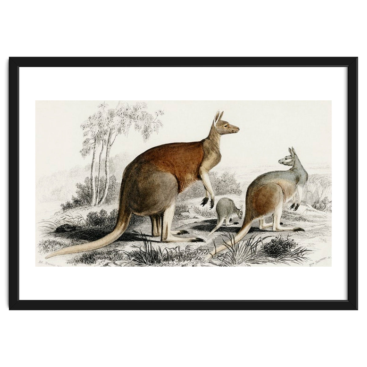 The red kangaroo illustrated