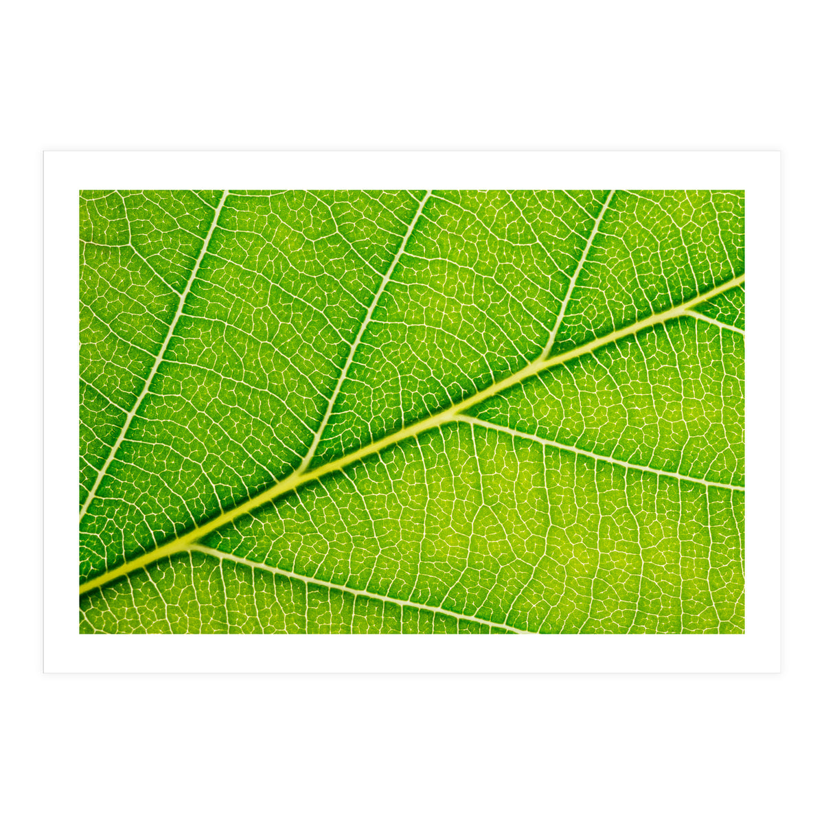 Autumn Leaf (Print Only)