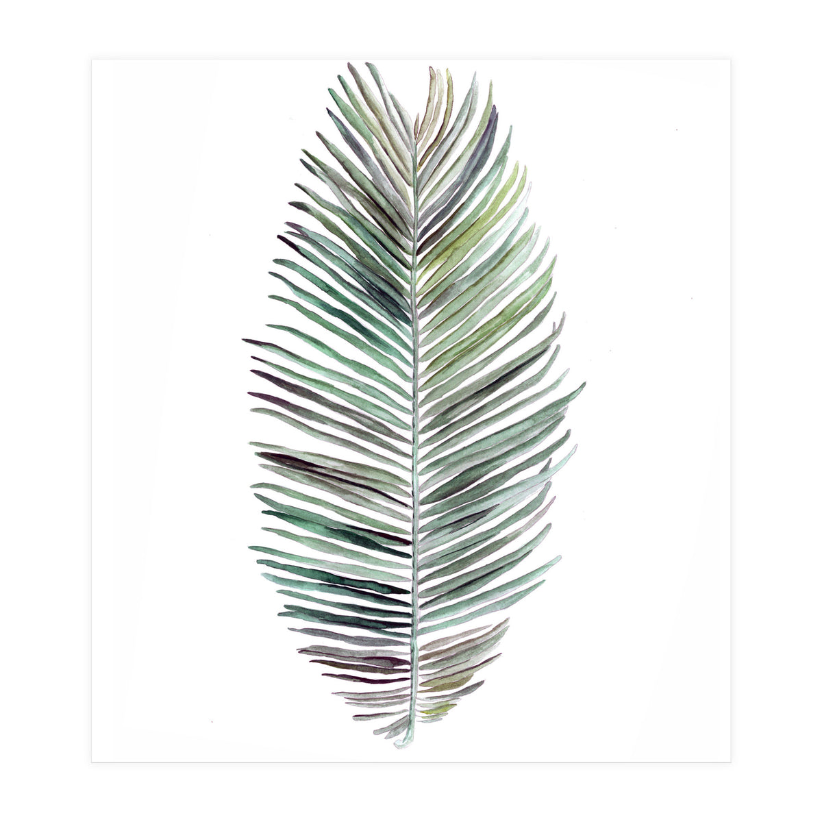 Botanical Illustration Cocos Palm (Print Only)