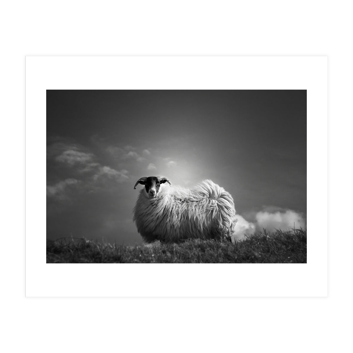 le fluff (Print Only)