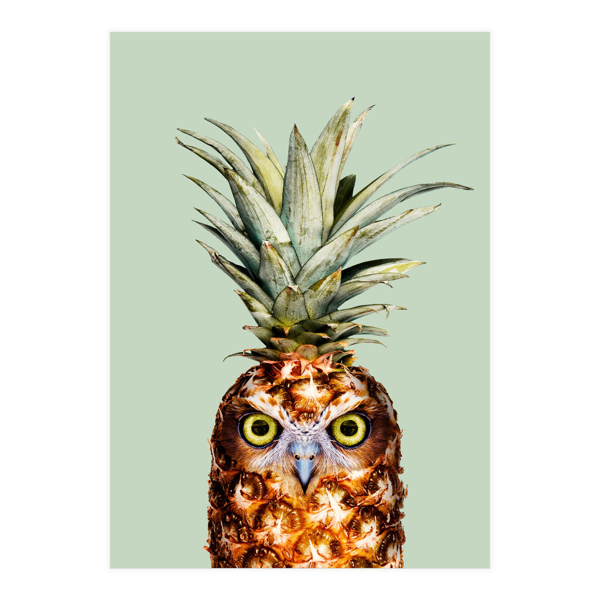 Pineapple Owl (Print Only)