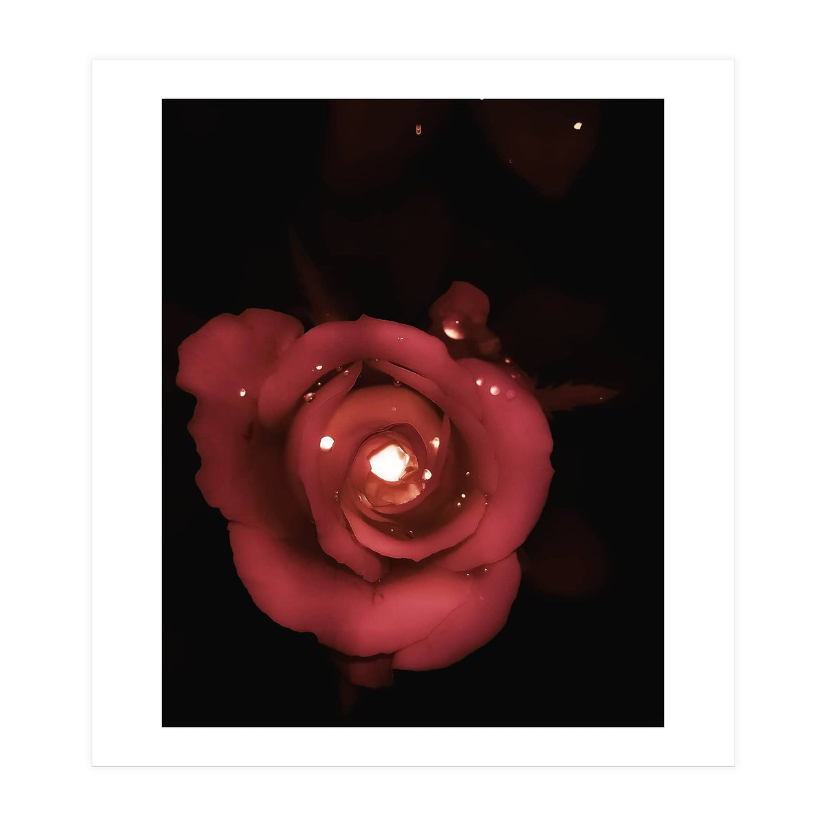 Lighting Rose (Print Only)