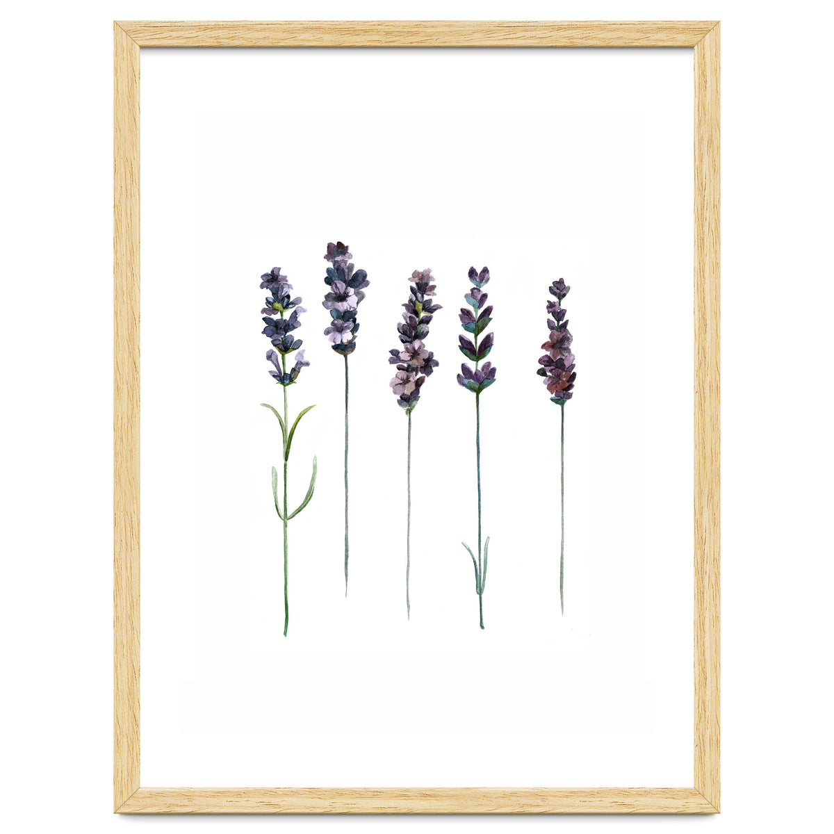 Botanical Illustration Lavender