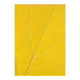 Autumn Leaf (Print Only) thumbnail