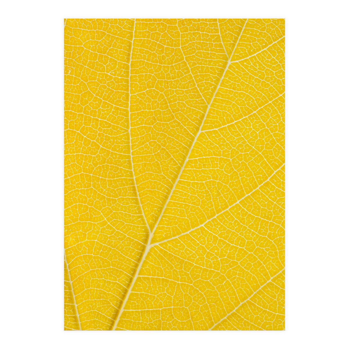 Autumn Leaf (Print Only)