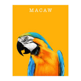 Macaw (Print Only) thumbnail