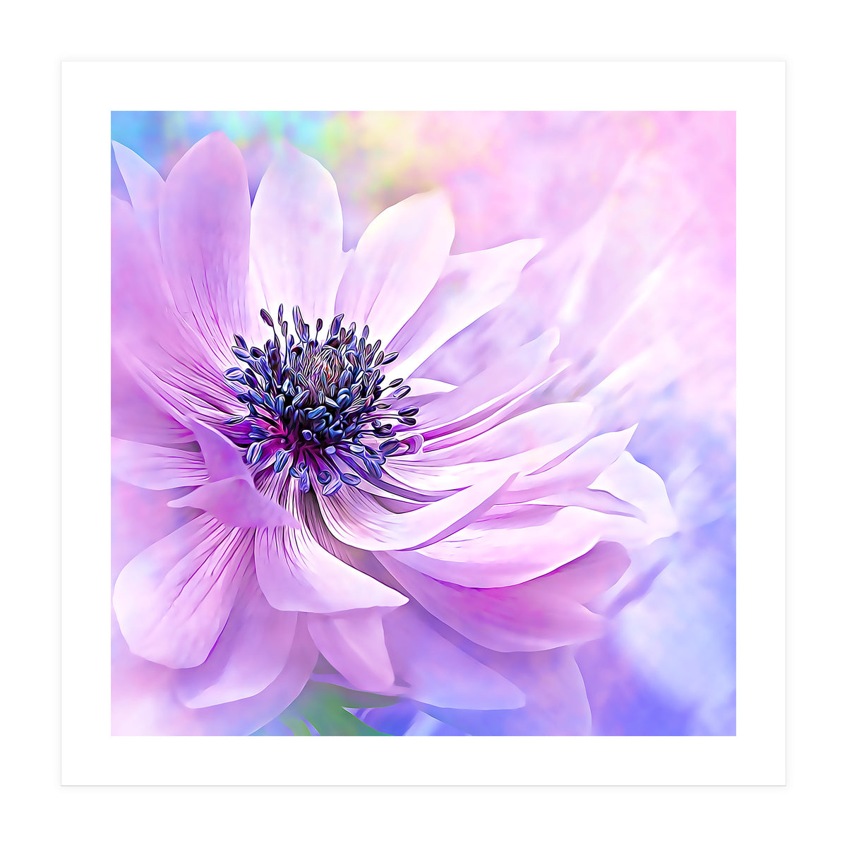 Wispy Purple Anemone (Print Only)