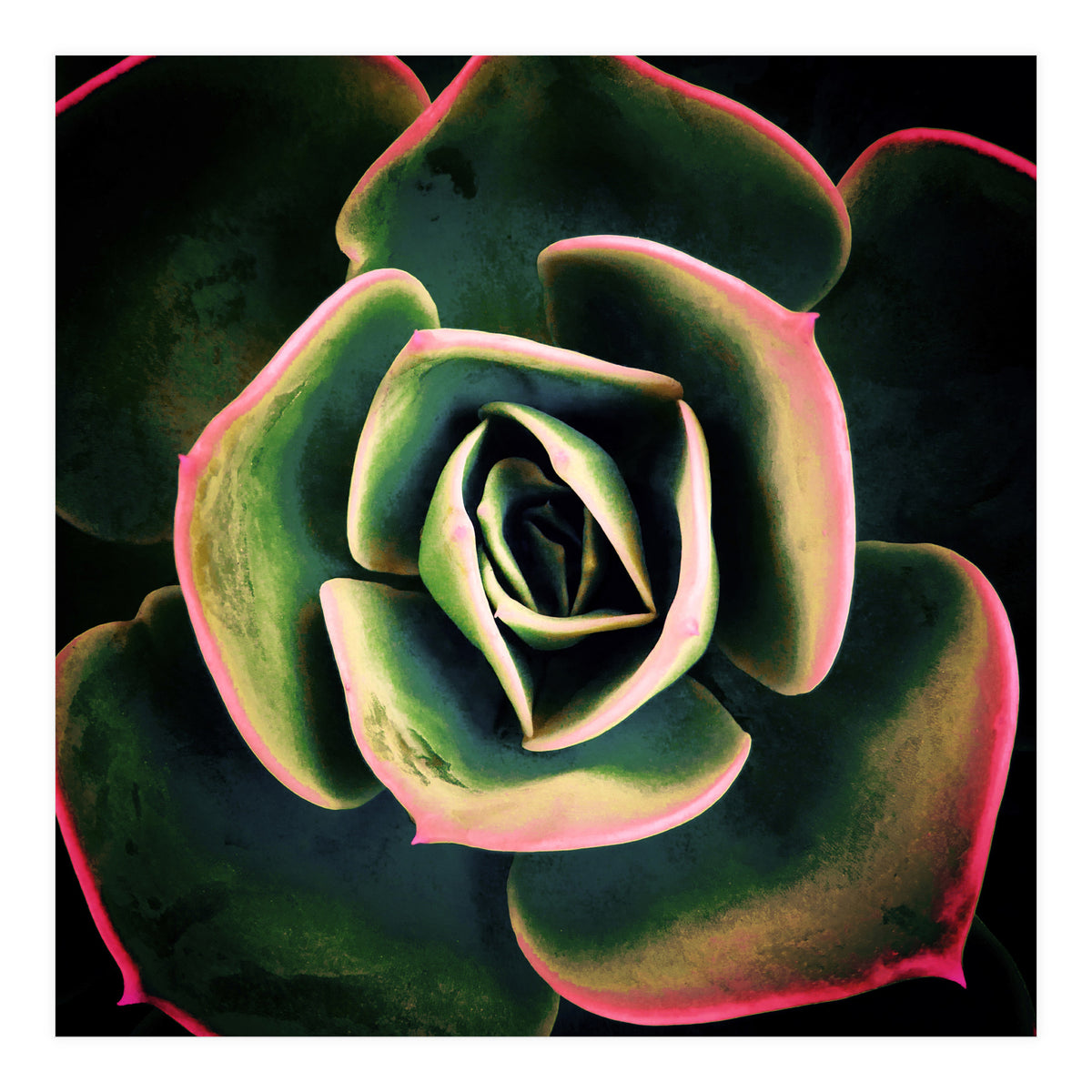 DARKSIDE OF SUCCULENTS XV (Print Only)