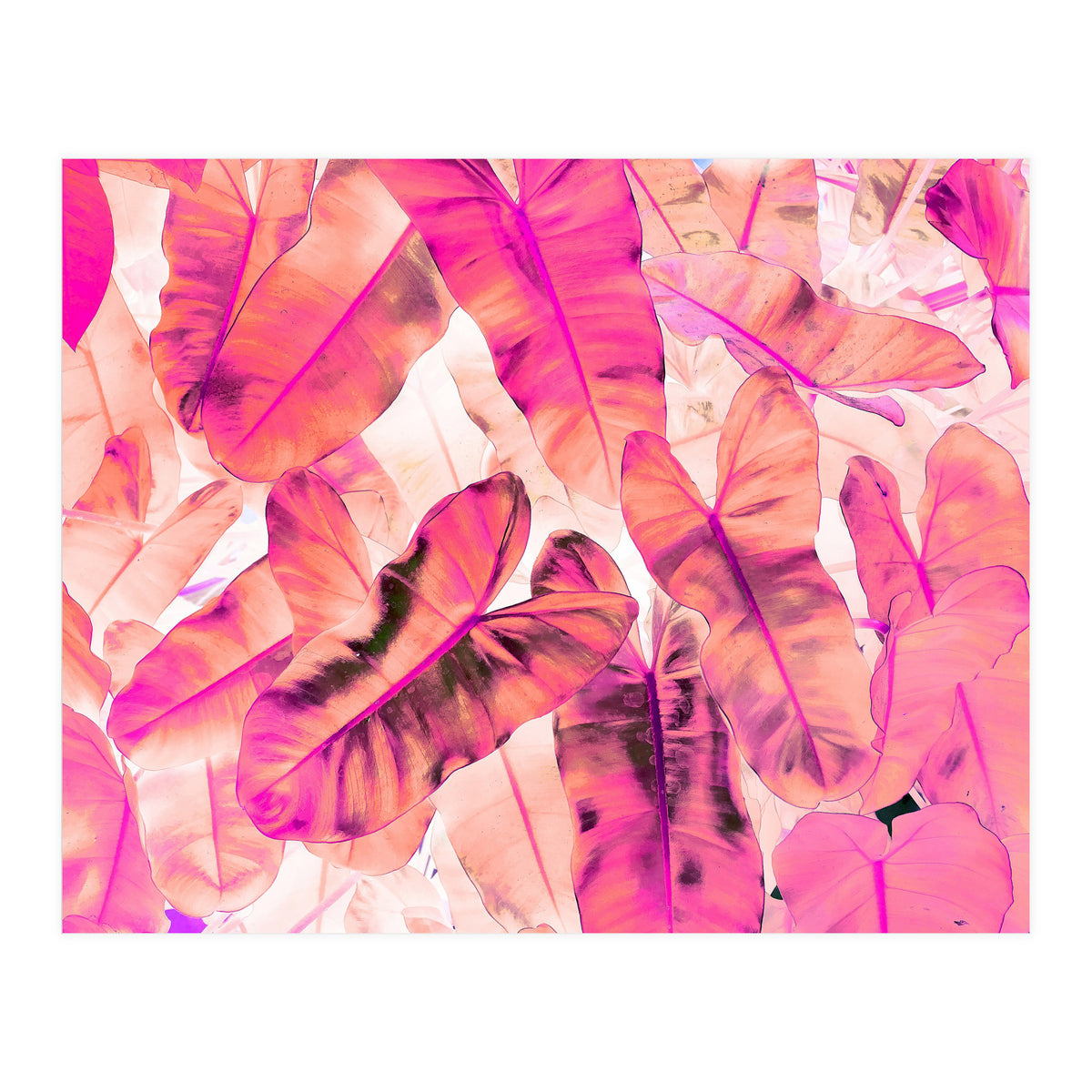 Pink Nirvana (Print Only)