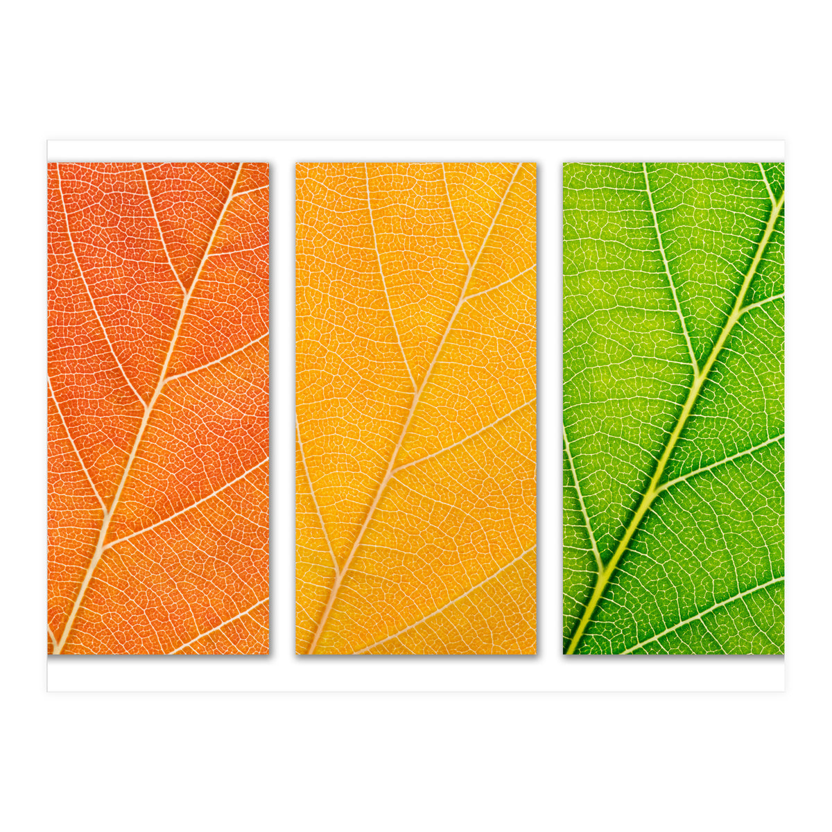 Autumn Leaves (Print Only)