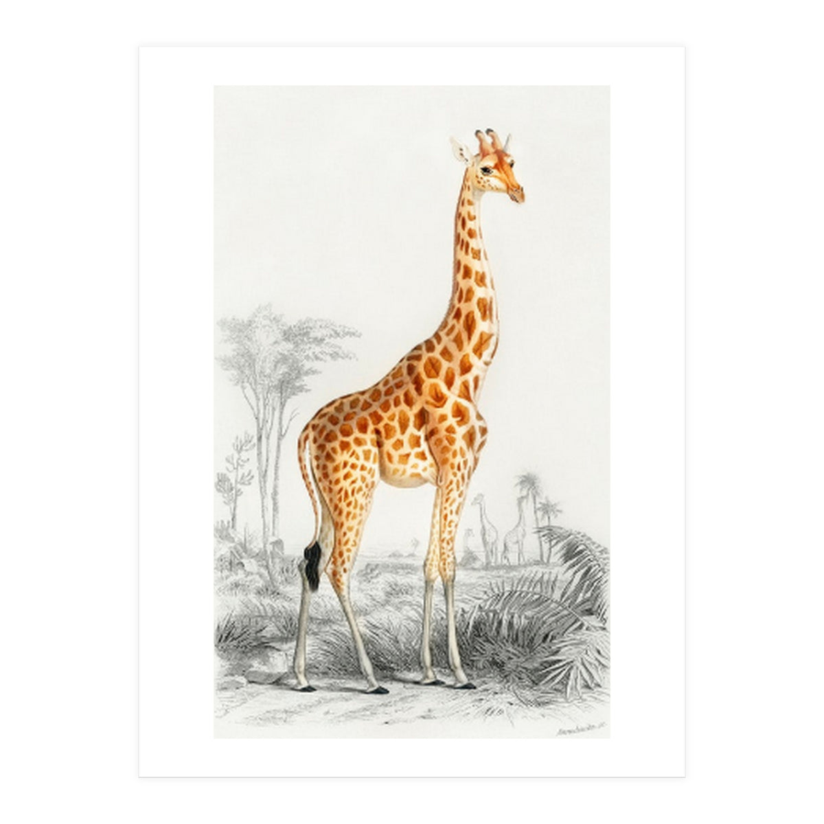 Giraffe illustration (Print Only)