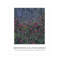 Impatiens Glandulifera (Print Only)