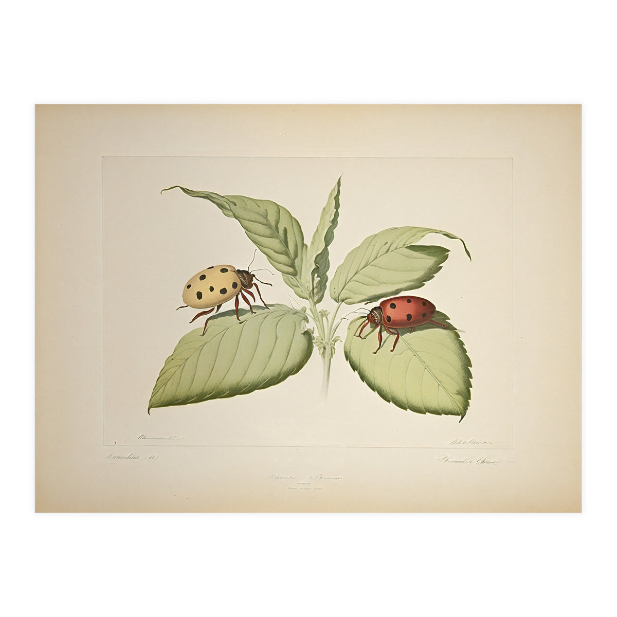 Vintage Ladybirds Illustration (Print Only)