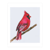 A Northern cardinal watercolor (Print Only) thumbnail