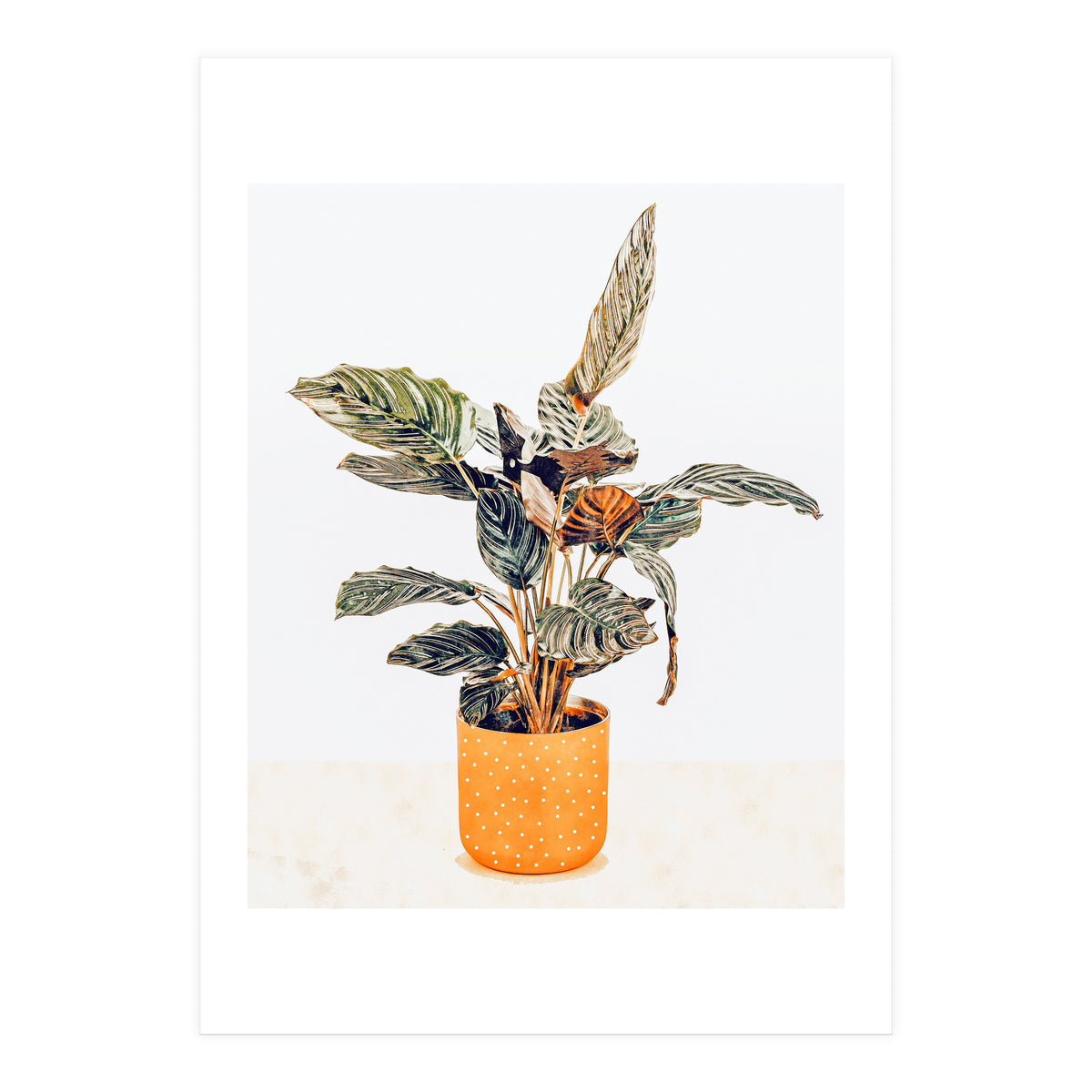 Botany II (Print Only)