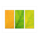 Autumn Leaves (Print Only) thumbnail