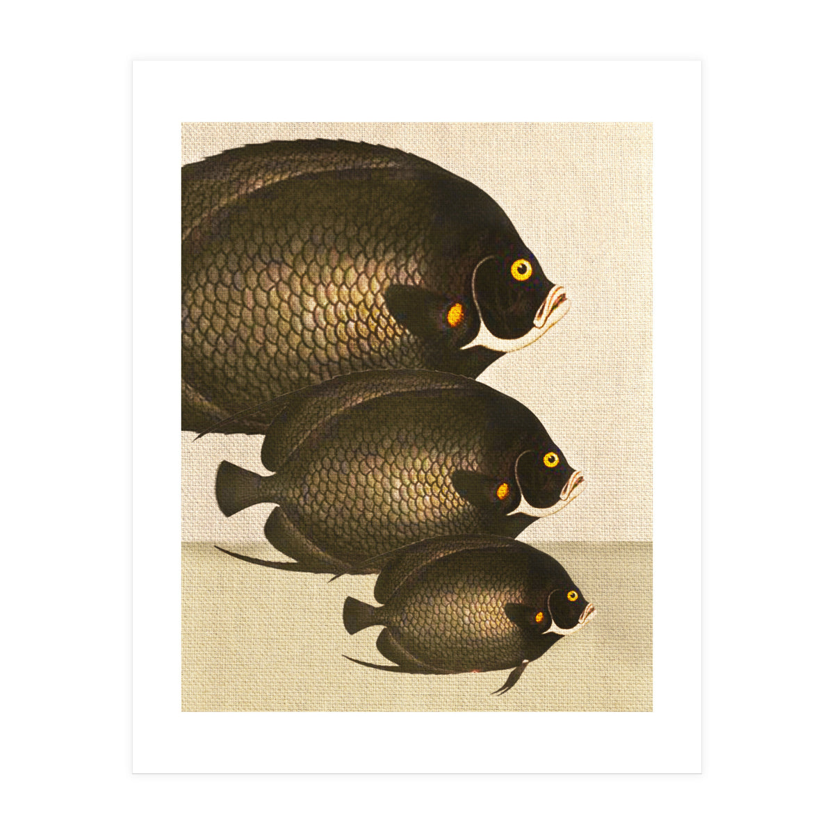 Fish Classic Designs 11 (Print Only)