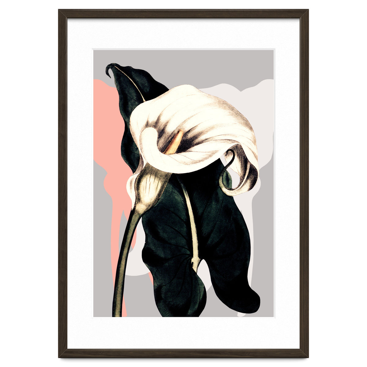 Calla lily flower