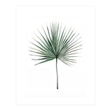 Botanical Illustration Fanpalm (Print Only) thumbnail