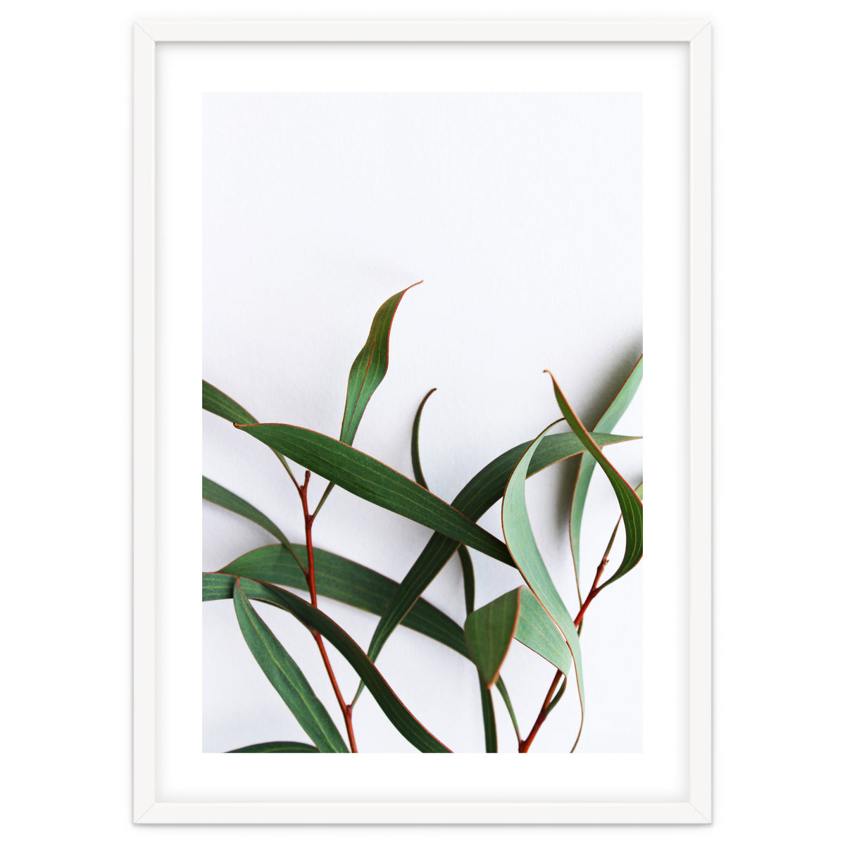 Green Eucalyptus leaves